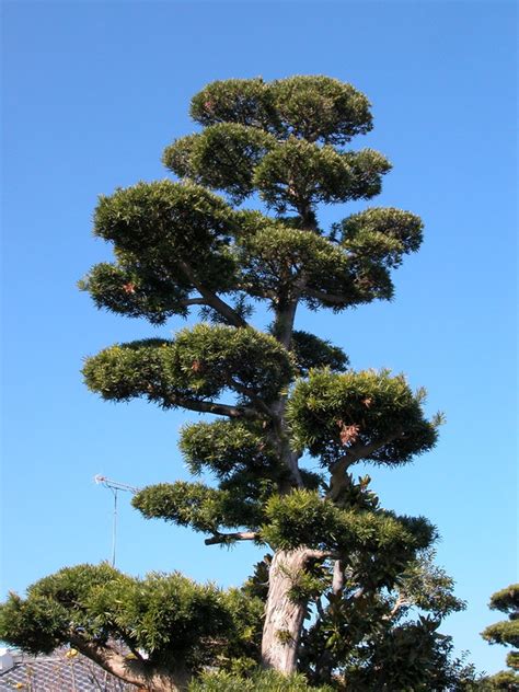 羅漢松 種植